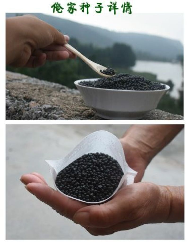 花椒种子