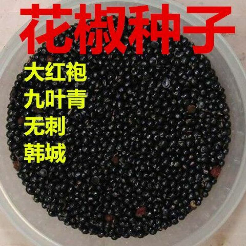 花椒种子