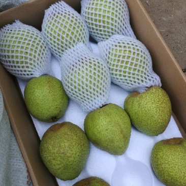 莱阳梨纸箱450~500g