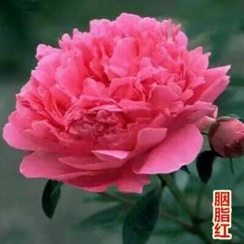芍药2cm以下0.5米以下