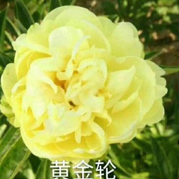 芍药2cm以下0.5米以下