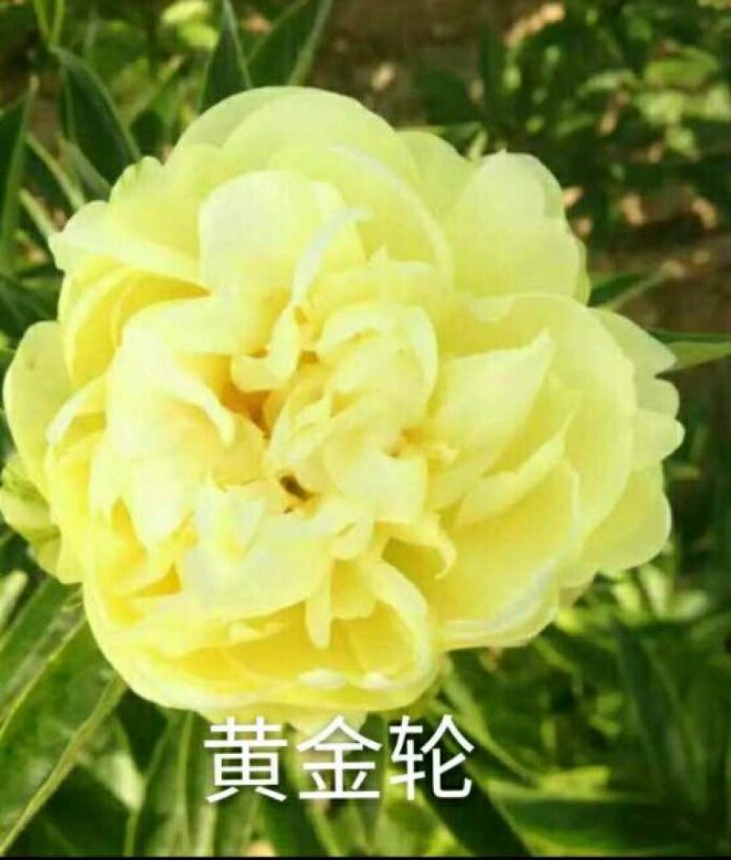 芍药2cm以下0.5米以下