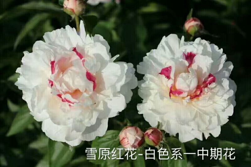 芍药2cm以下0.5米以下