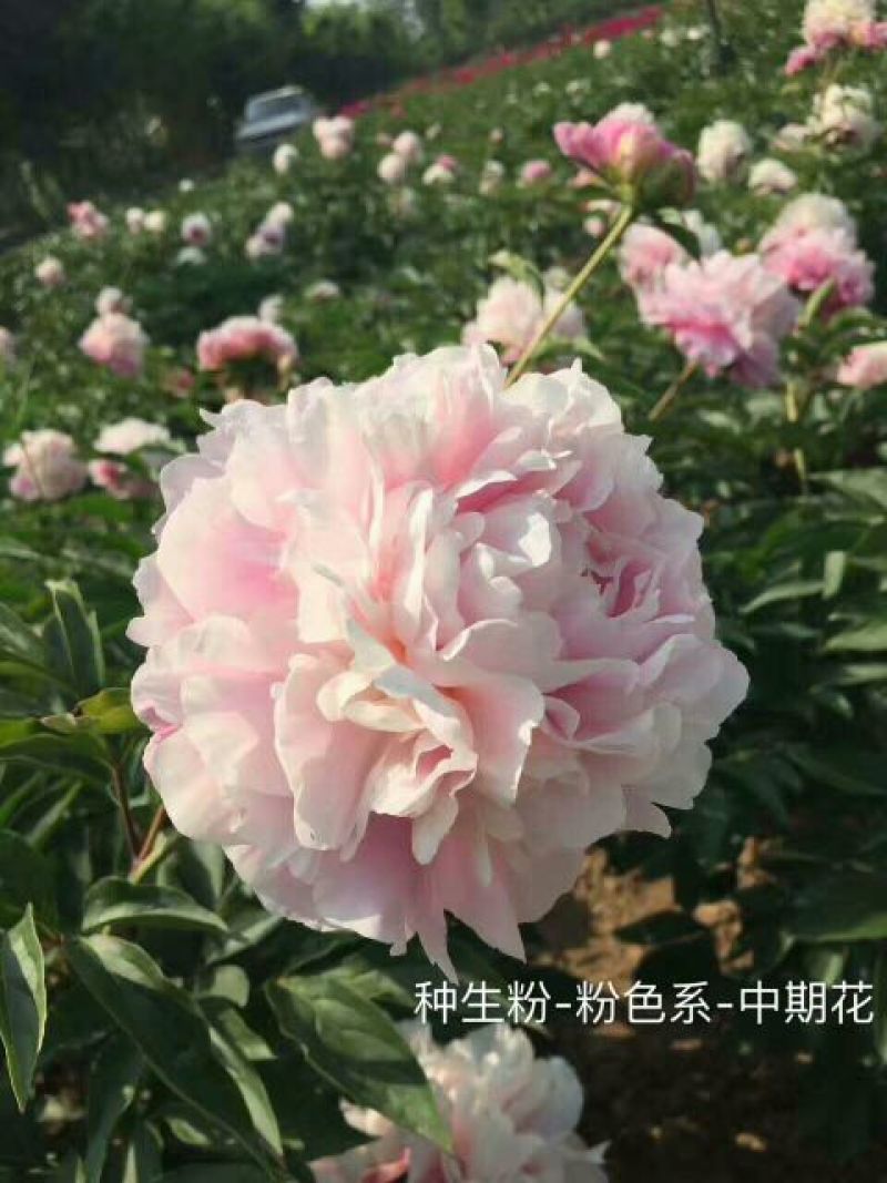 芍药2cm以下0.5米以下