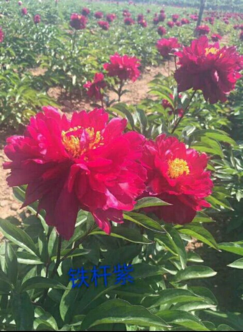 芍药2cm以下0.5米以下