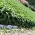 春笋40cm以上