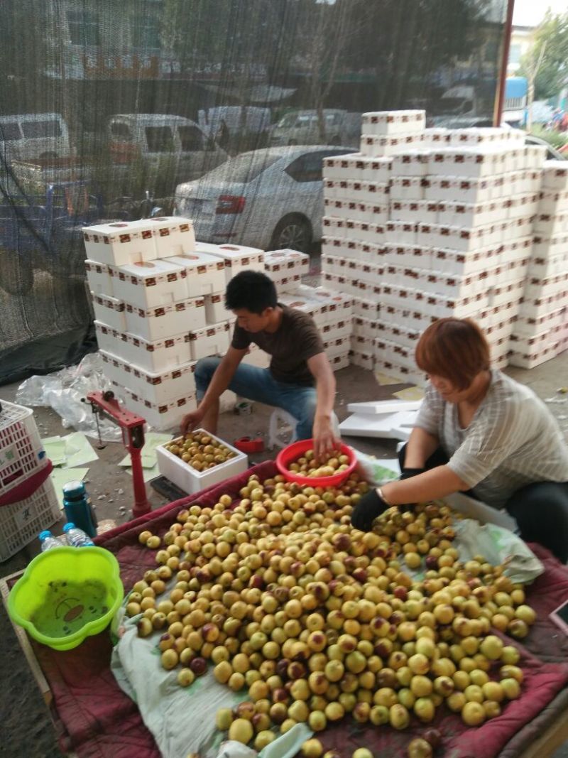 庙上冬枣产地大棚冬枣上市可供电商，市场批发，货源充足