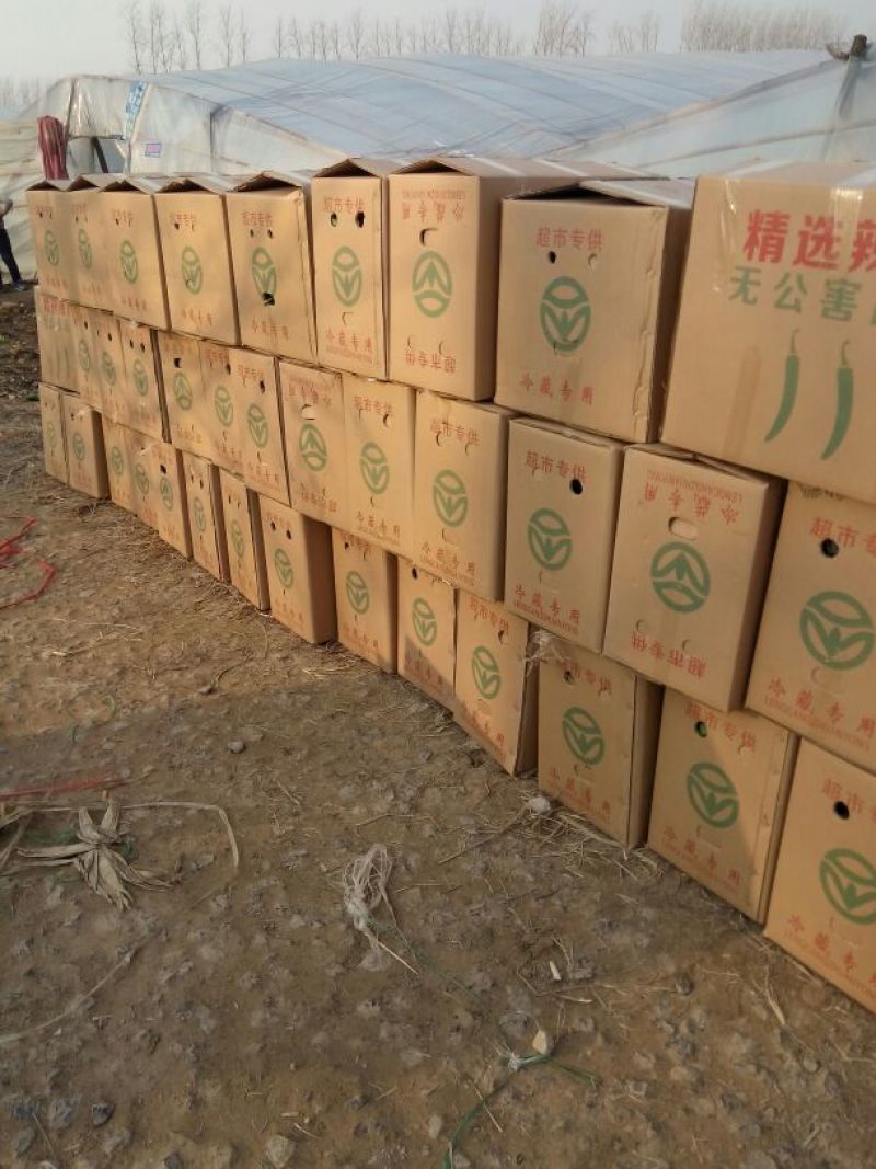 薄皮青椒301辣椒15~20厘米微辣青