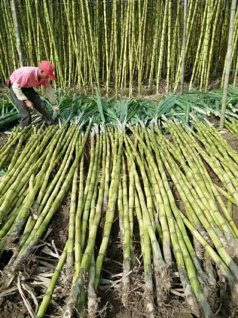 黄皮甘蔗(大批量上市:卖，出售)汁多清甜脆嫩爽口