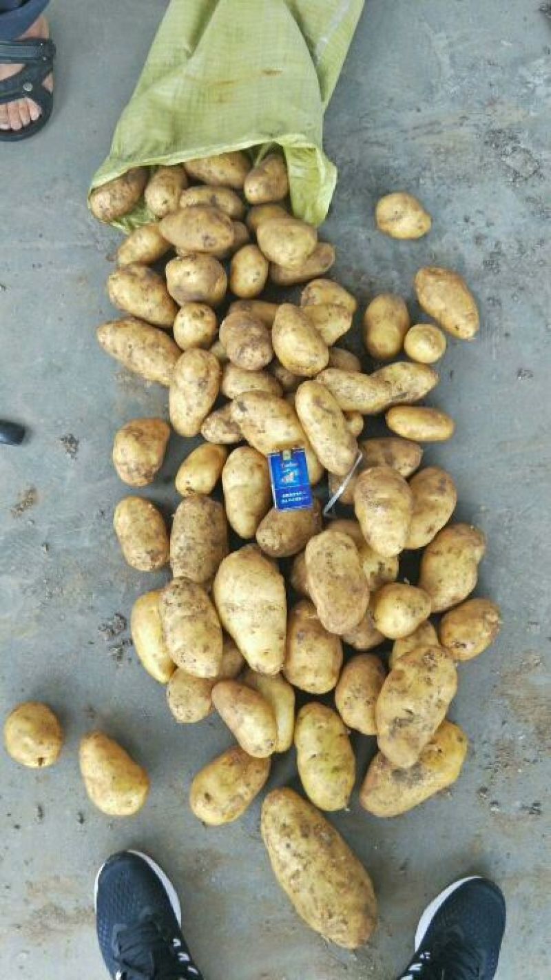 荷兰十五土豆荷兰十五，个头好颜色好，形状好，透明编织