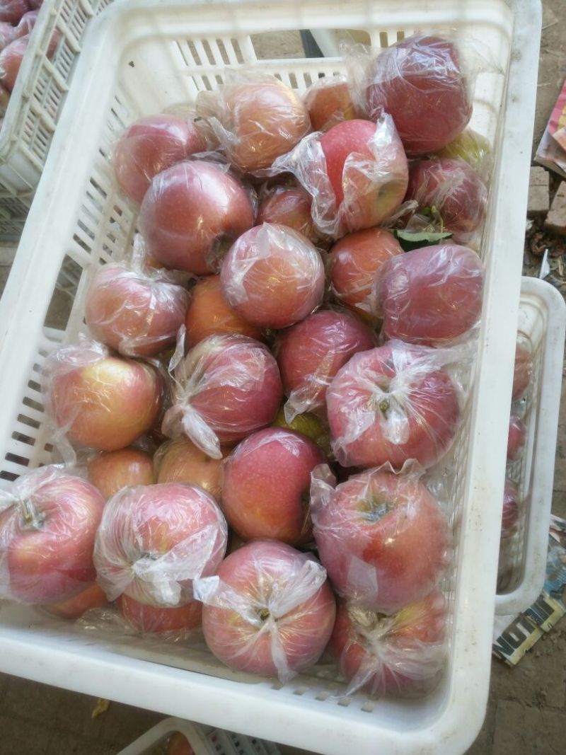 益诚果品:中秋王苹果膜袋