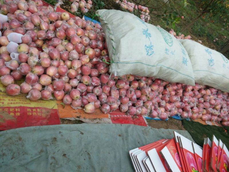 益诚果品:中秋王苹果膜袋