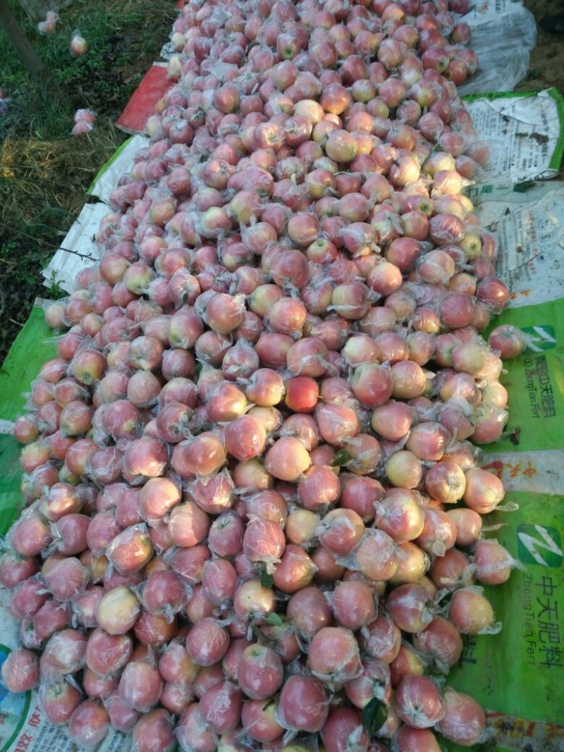 益诚果品:中秋王苹果膜袋