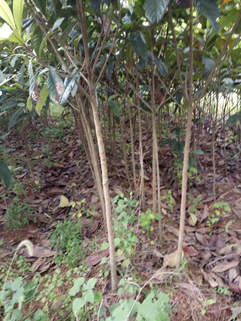 枇杷树10~20cm