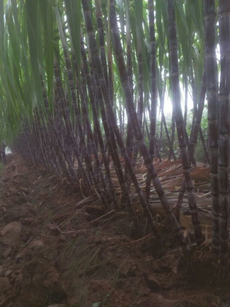 黑皮甘蔗，万亩基地，货源充足，一手货源，2米到2.5