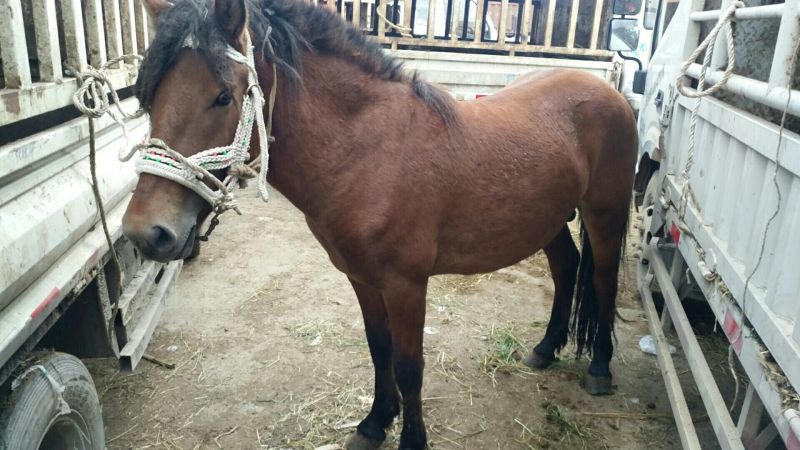 肉马100~200kg