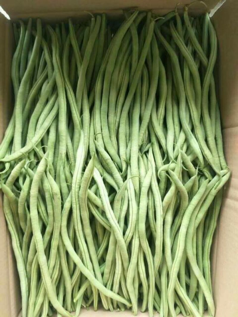 无筋豆20厘米以上，豆王大量上市，一次合作，终生朋友。