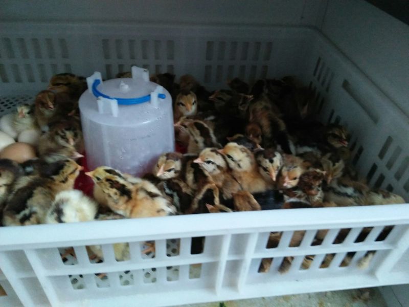 养鸡设备饮水器喂食器小鸡食槽料槽水槽水壶