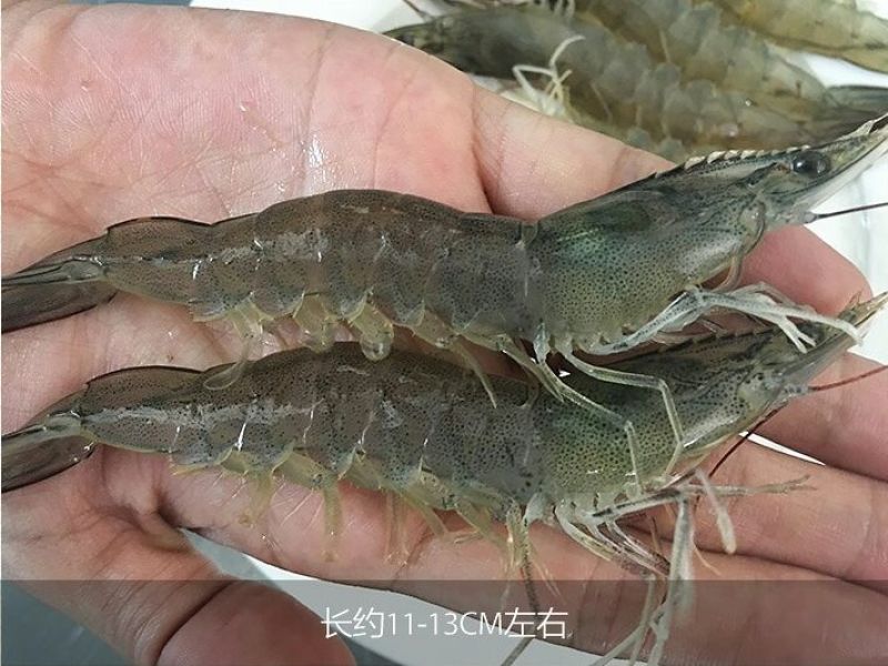 近缘新对虾食用活虾