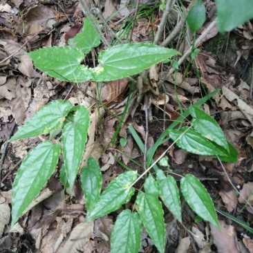 淫羊藿种苗