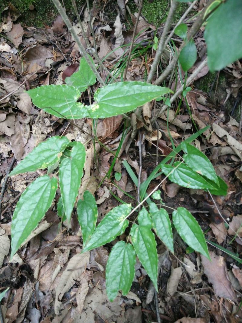 淫羊藿种苗