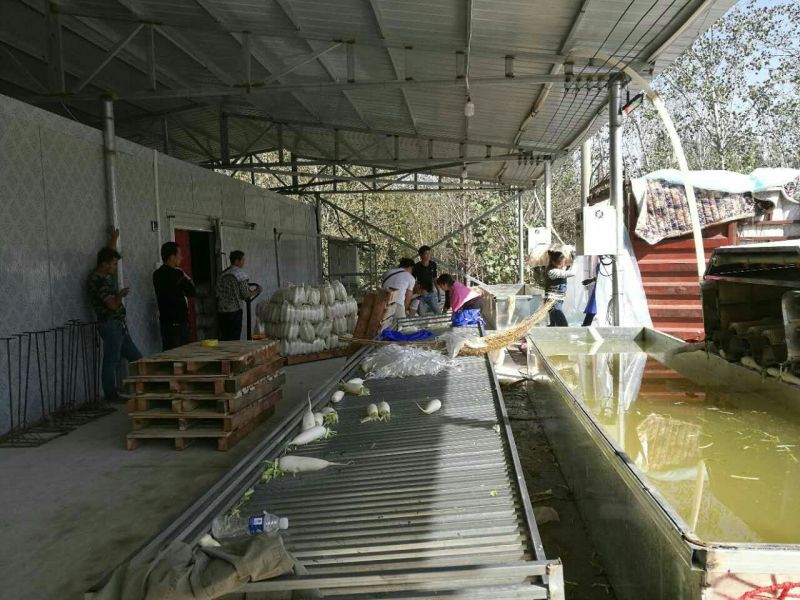 精品白萝卜，市场一年四季大量供货，产地直销