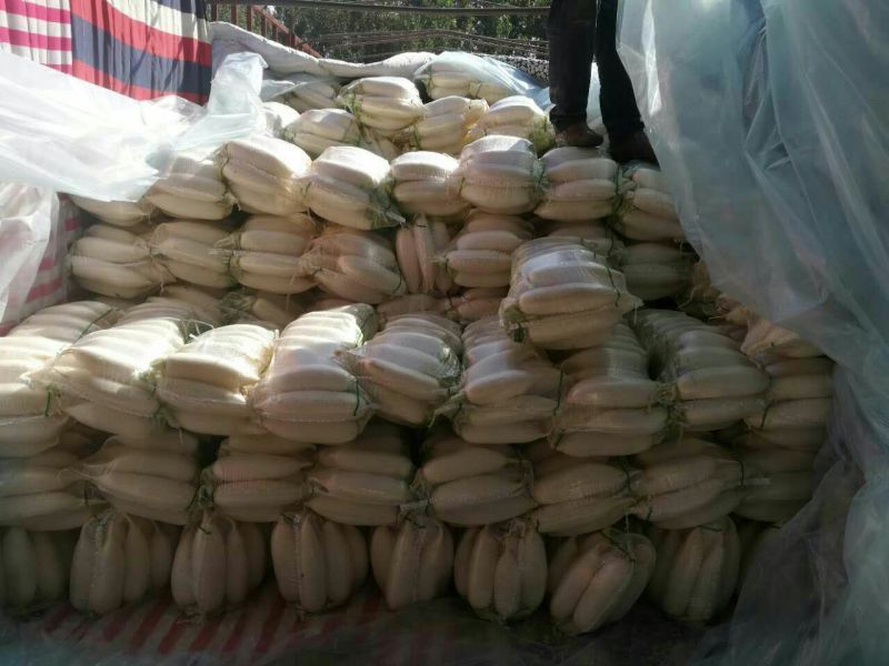 精品白萝卜，市场一年四季大量供货，产地直销