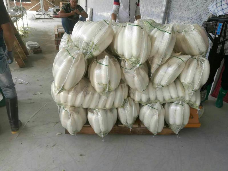 精品白萝卜，市场一年四季大量供货，产地直销