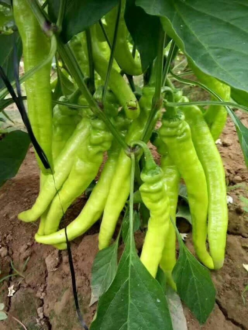 黄皮辣椒15~25厘米黄特辣