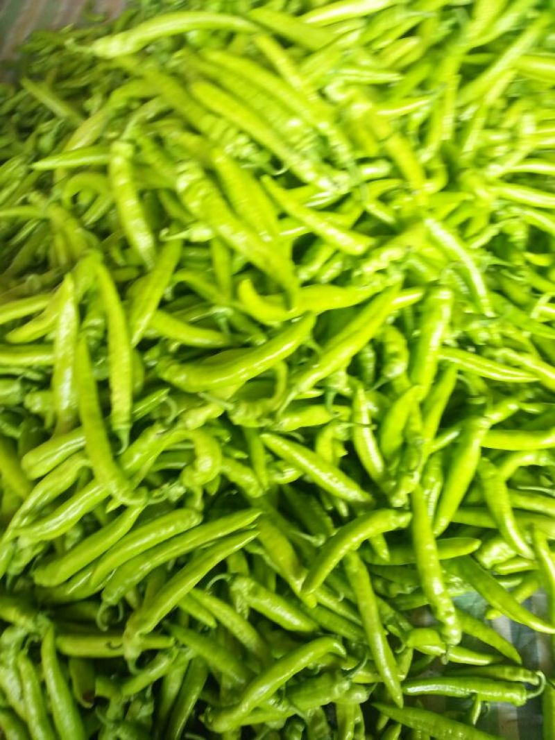 黄皮辣椒15~25厘米黄特辣