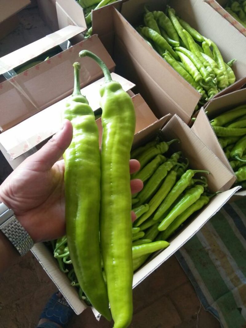 黄皮辣椒15~25厘米黄特辣