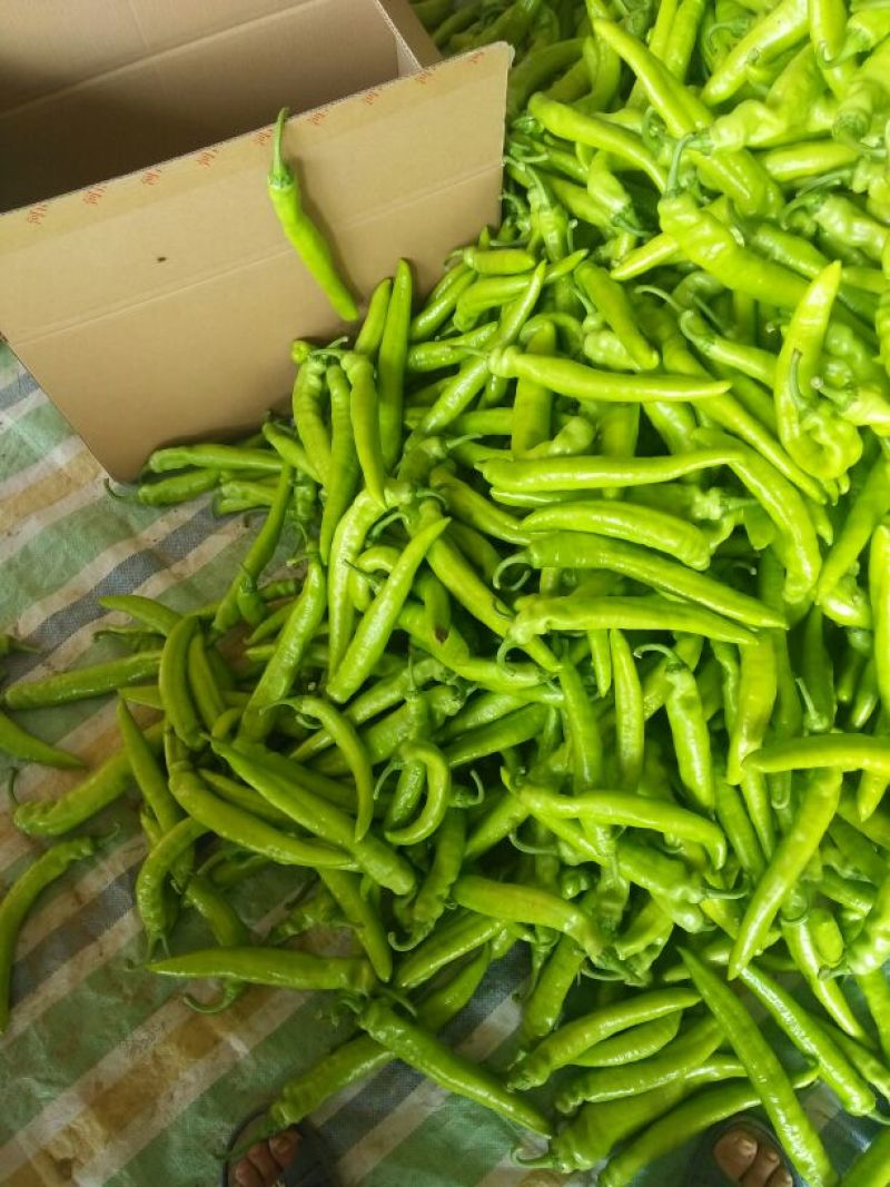 黄皮辣椒15~25厘米黄特辣