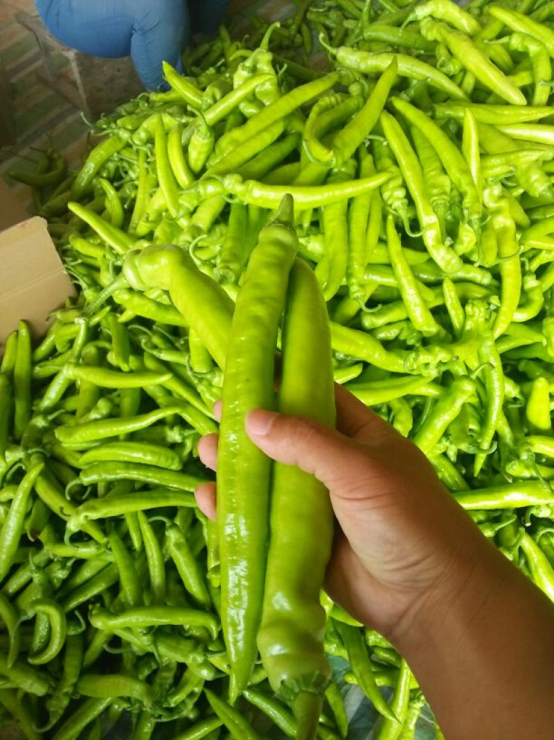 黄皮辣椒15~25厘米黄特辣