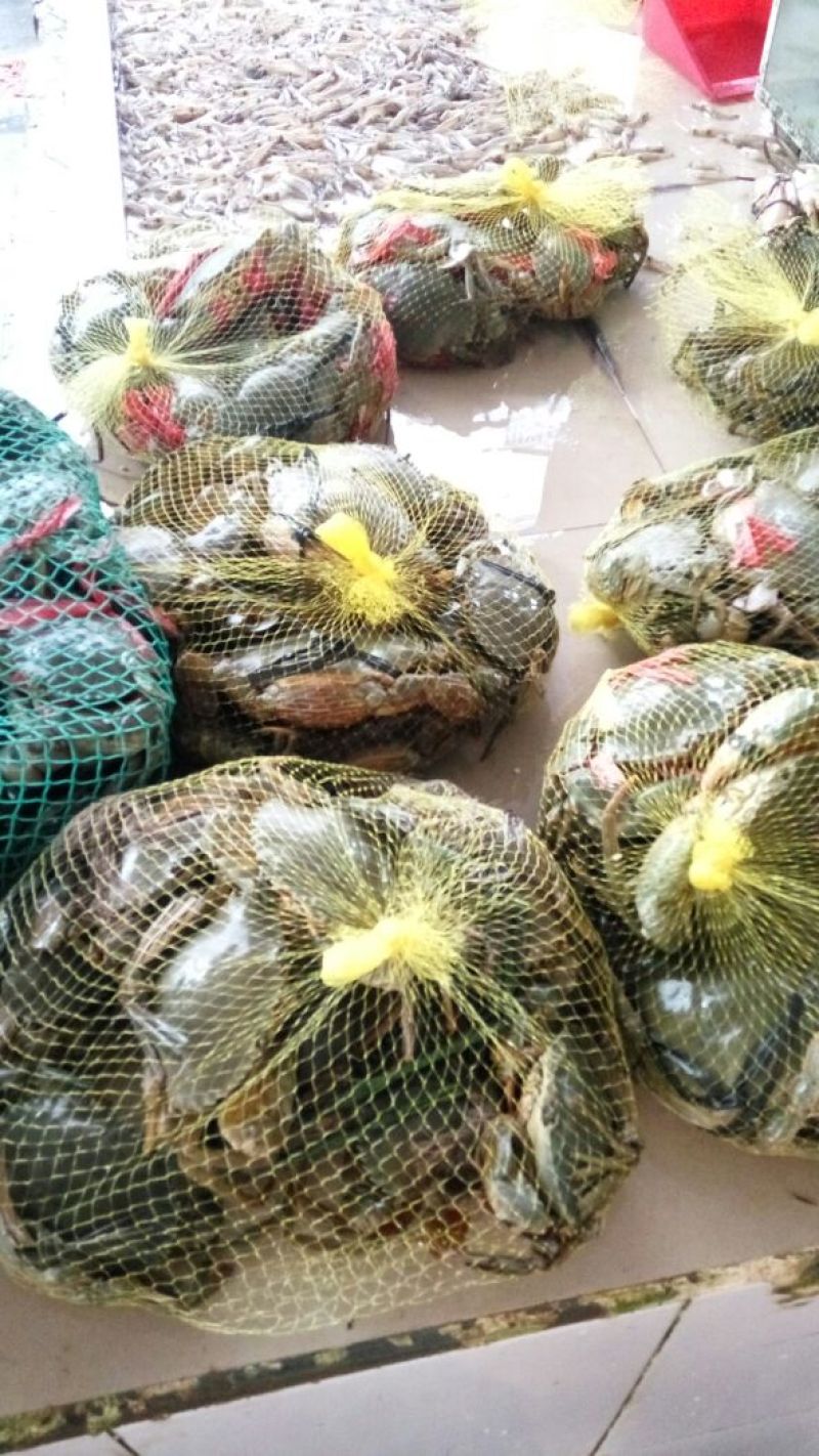 青蟹广西北海产地直供货源充足诚信经营对接批发商