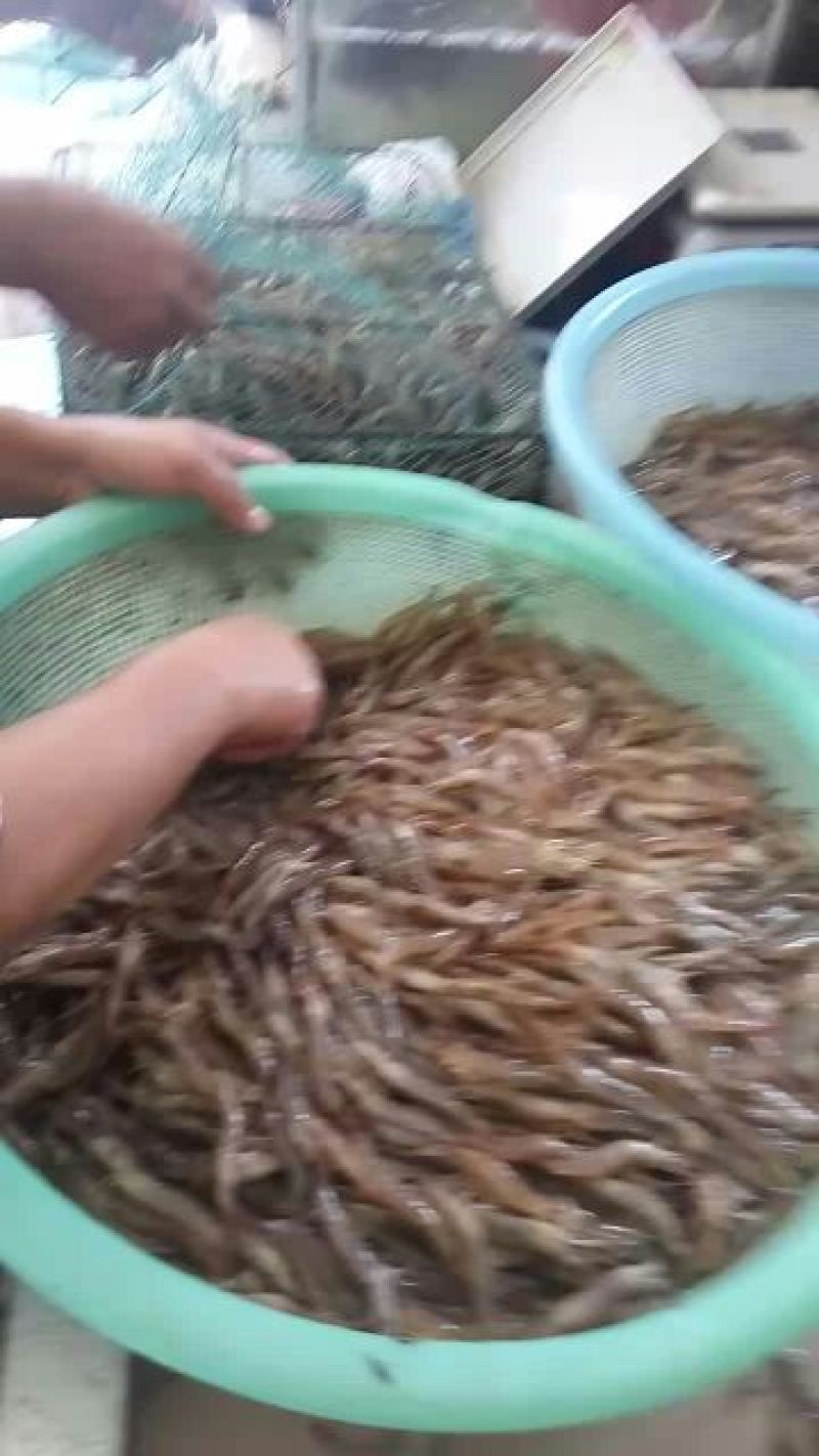 沼虾泥虾，海虾，，，，，，，，，，，，，，