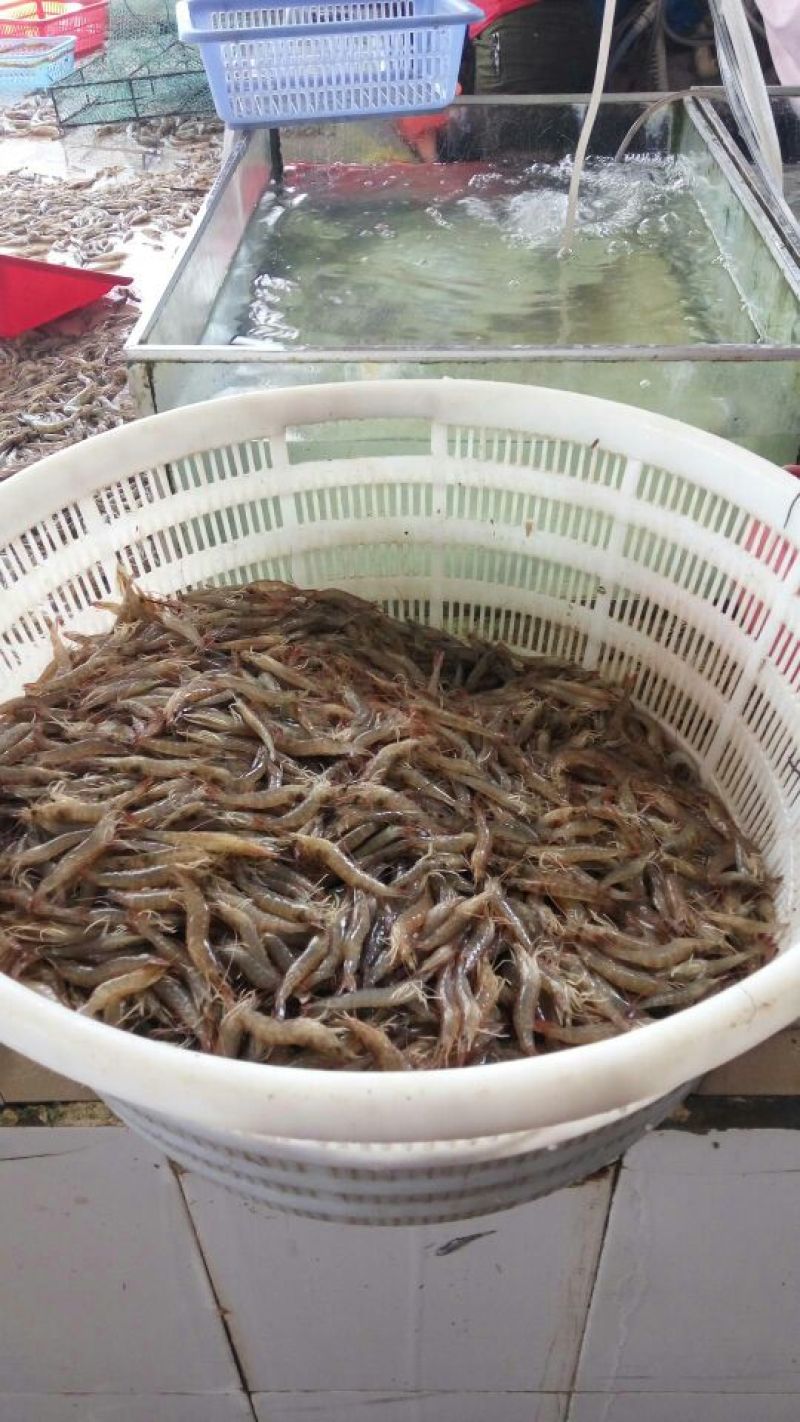 沼虾泥虾，海虾，，，，，，，，，，，，，，