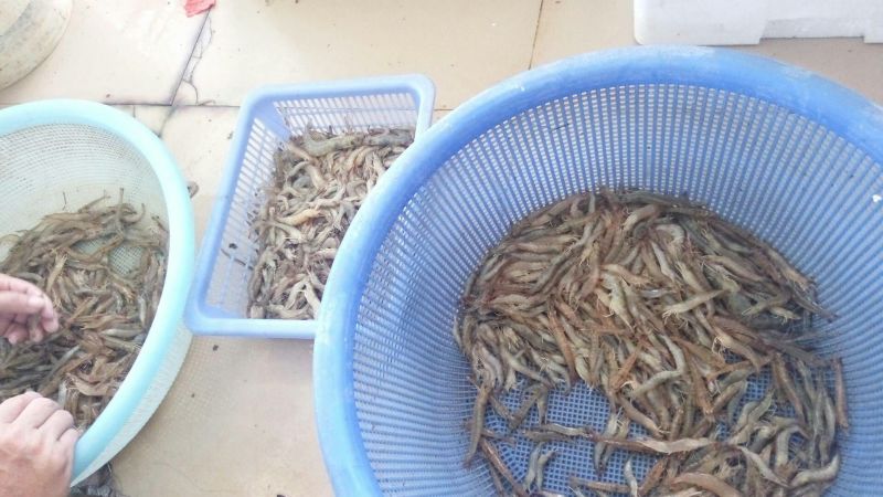 沼虾泥虾，海虾，，，，，，，，，，，，，，