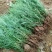 当年种植侧柏苗4cm以下，基地直供，量大量大