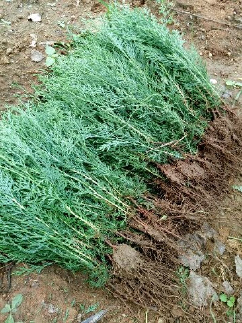 当年种植侧柏苗4cm以下，基地直供，量大量大