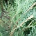 当年种植侧柏苗4cm以下，基地直供，量大量大