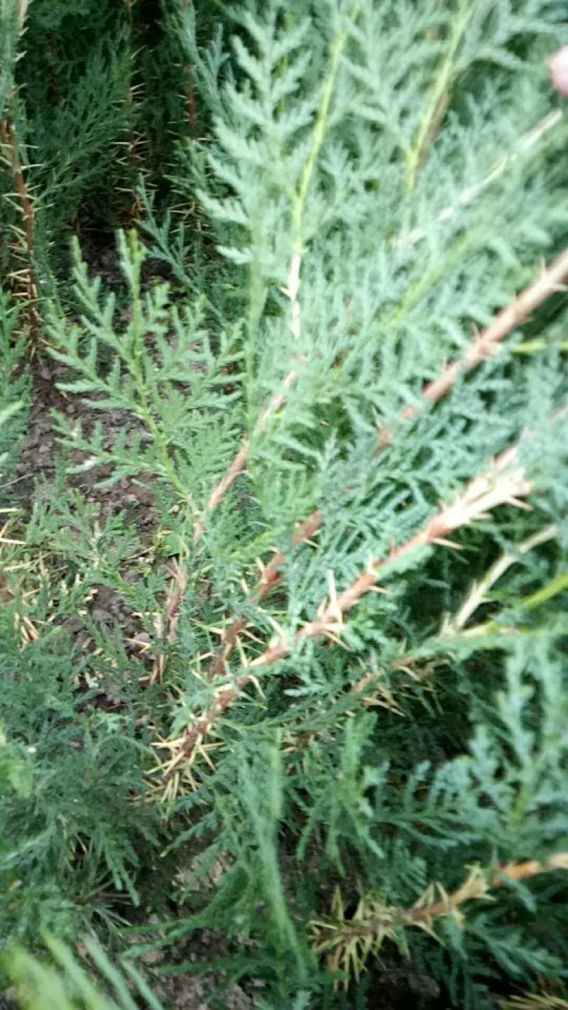 当年种植侧柏苗4cm以下，基地直供，量大量大
