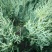 当年种植侧柏苗4cm以下，基地直供，量大量大