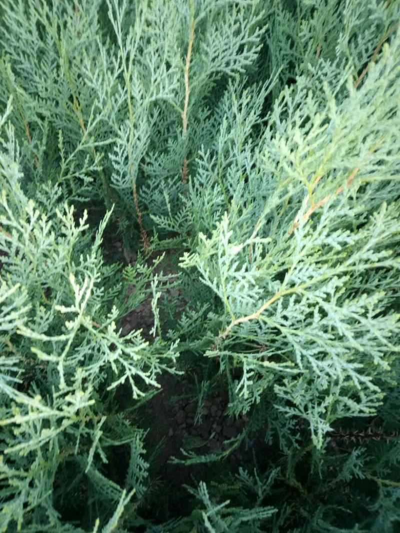 当年种植侧柏苗4cm以下，基地直供，量大量大