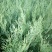 当年种植侧柏苗4cm以下，基地直供，量大量大