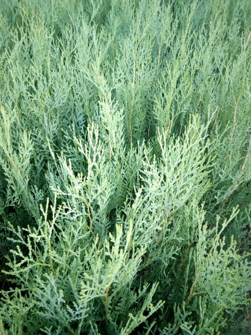 当年种植侧柏苗4cm以下，基地直供，量大量大