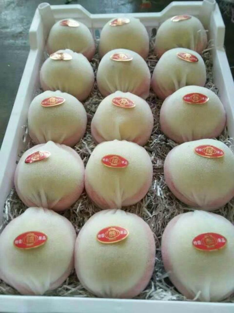 精品砀山梨批发，酥梨产地批发，酥梨基地价格，酥梨大量供
