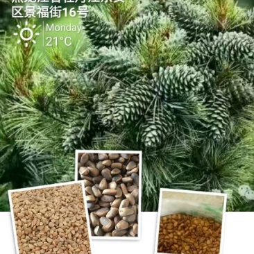 红松籽今年新货650/800粒生的好吃有营养干籽