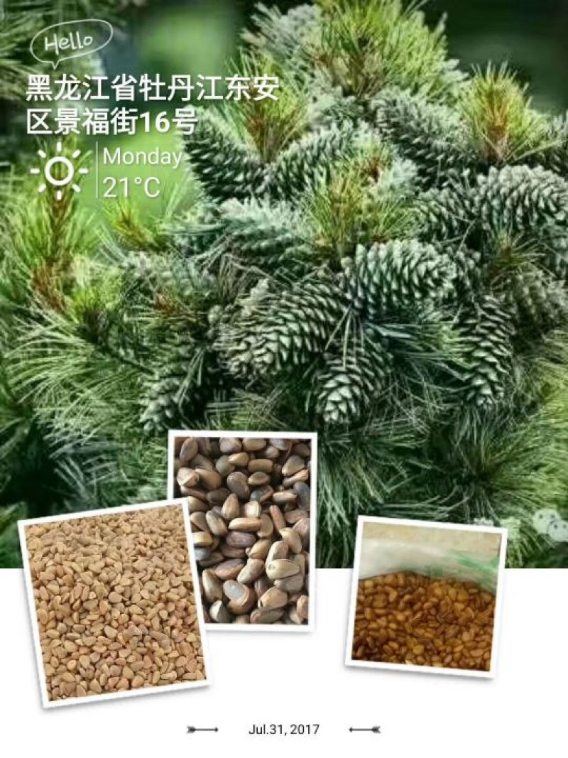 红松籽今年新货650/800粒生的好吃有营养干籽