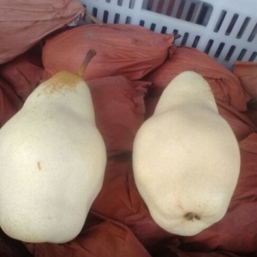 贵妃梨纸箱300~350g基地直发量大从优保质保量