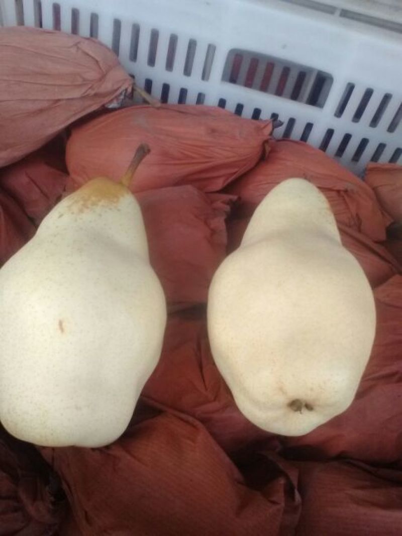 贵妃梨纸箱300~350g基地直发量大从优保质保量